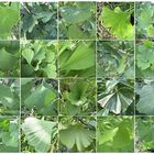 Ginkgoblättervariationen