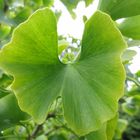 Ginkgoblatt