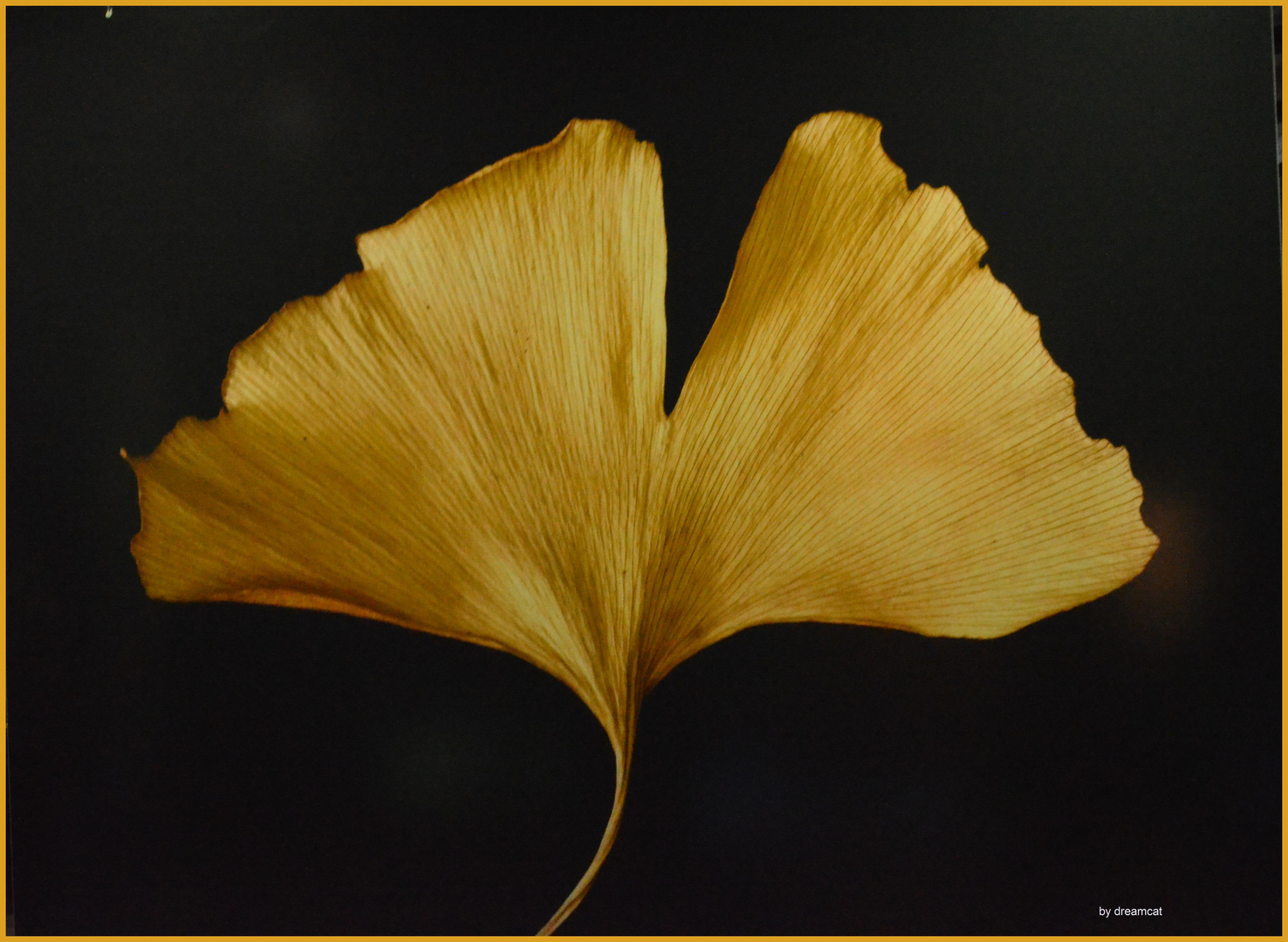 Ginkgoblatt