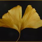 Ginkgoblatt