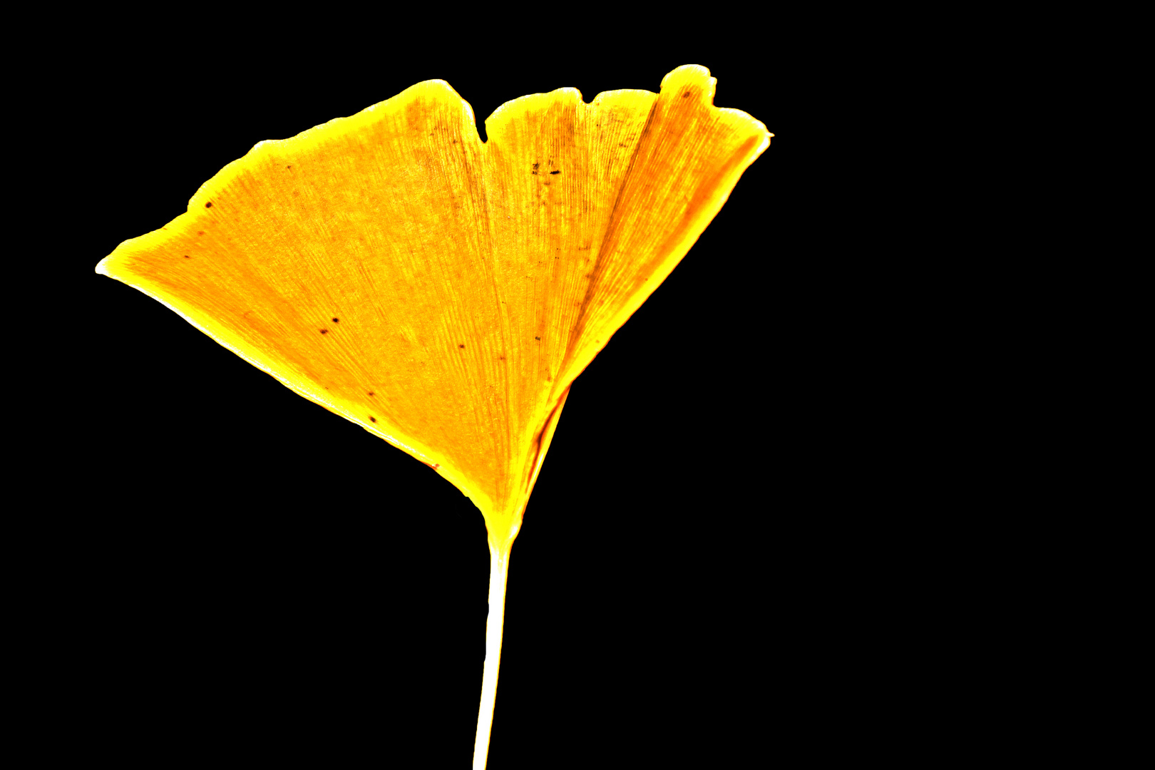 Ginkgoblatt