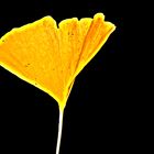 Ginkgoblatt