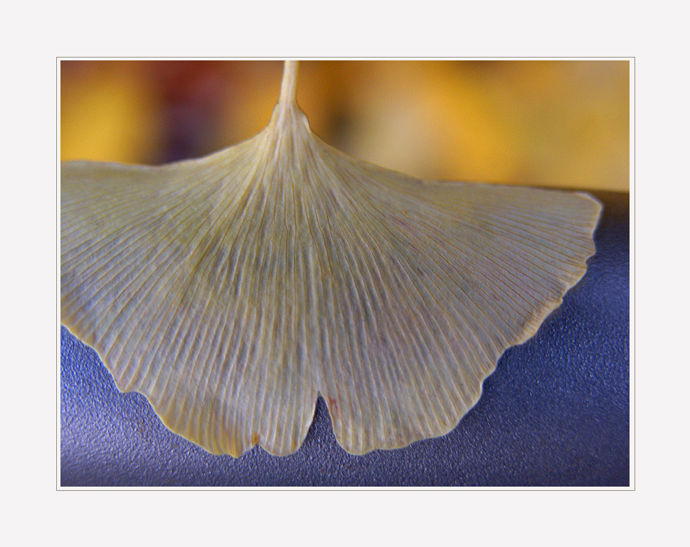 Ginkgoblatt