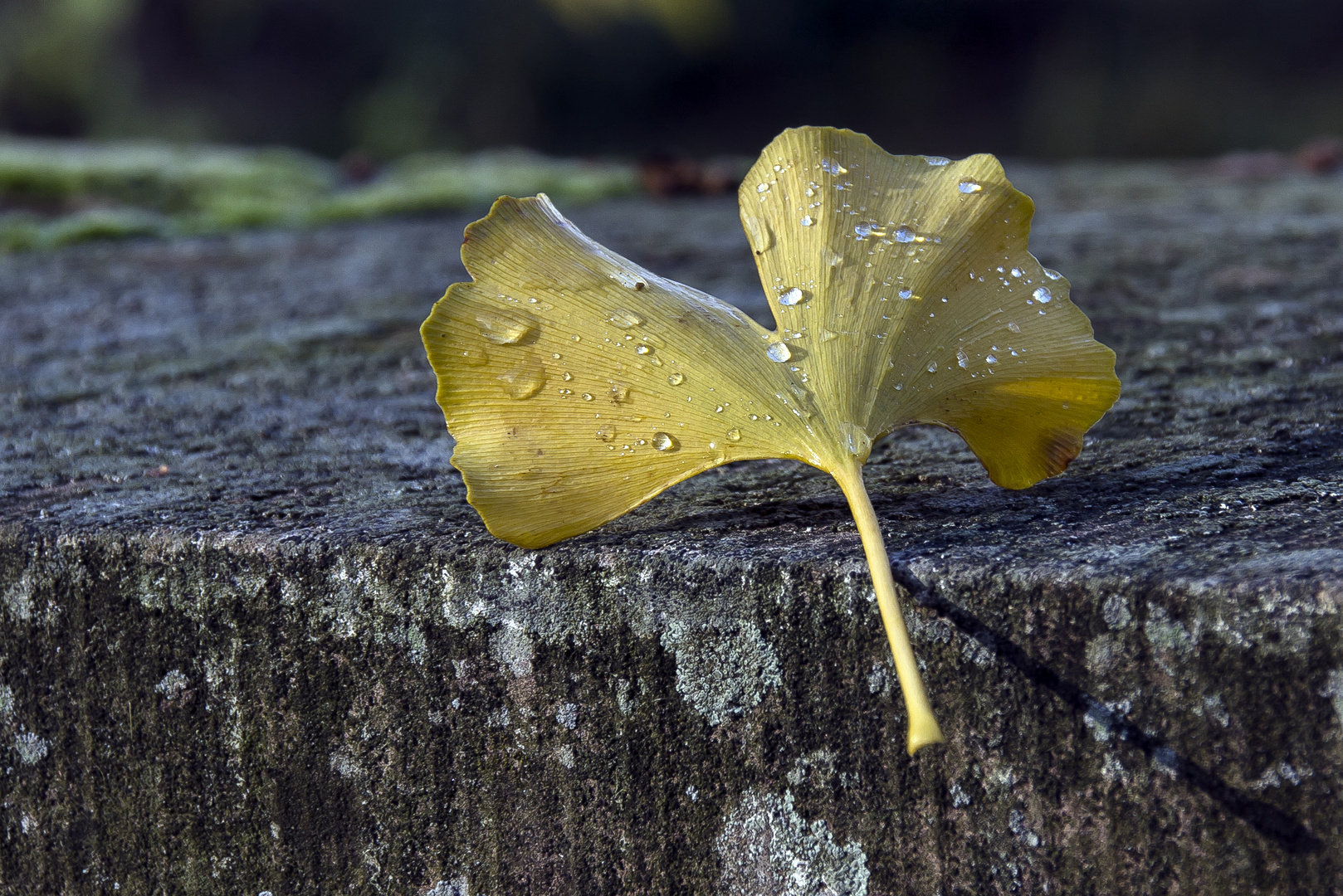 Ginkgoblatt...