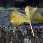 Ginkgoblatt...