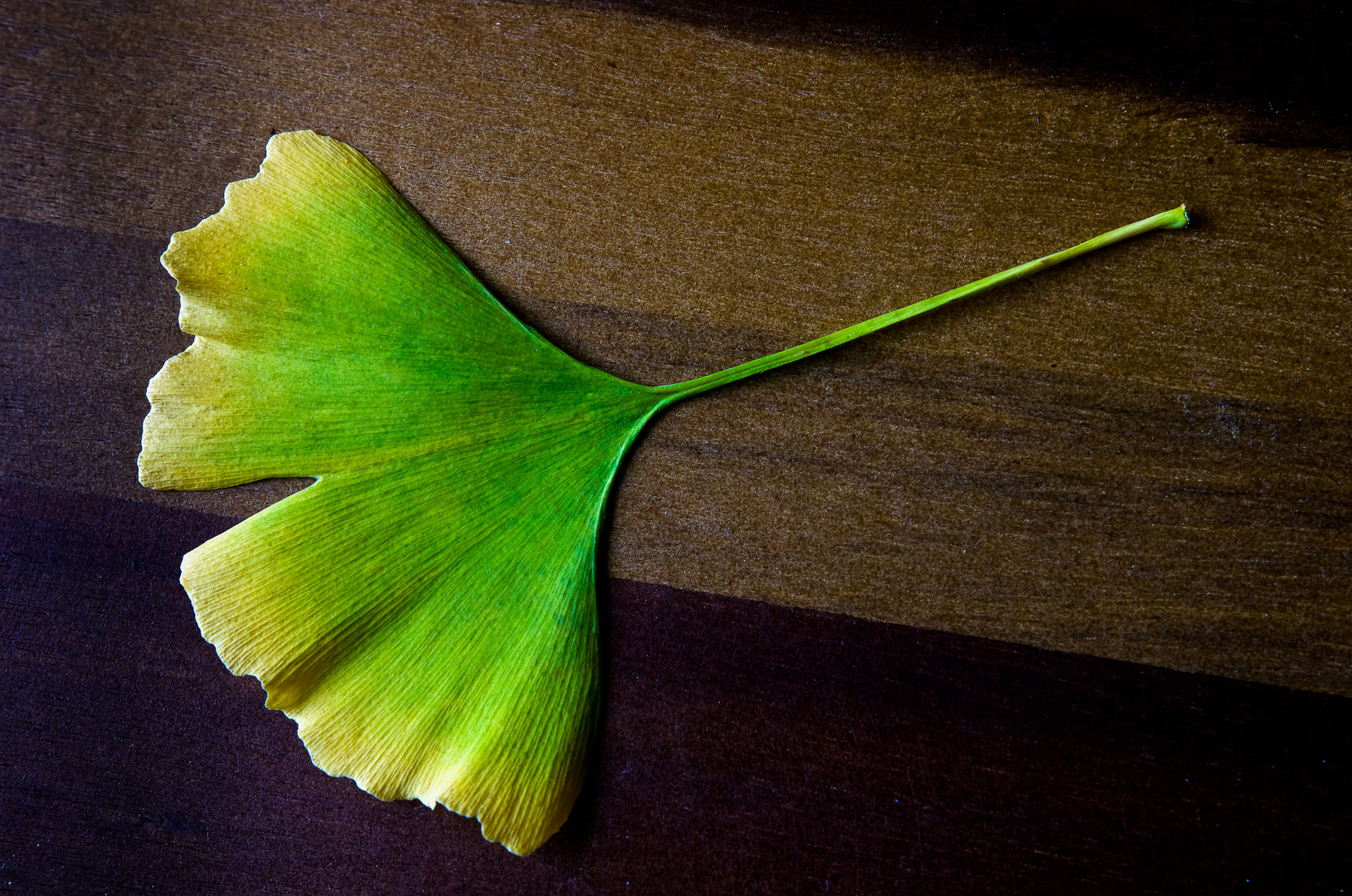 Ginkgoblatt