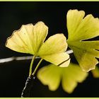 Ginkgoblatt