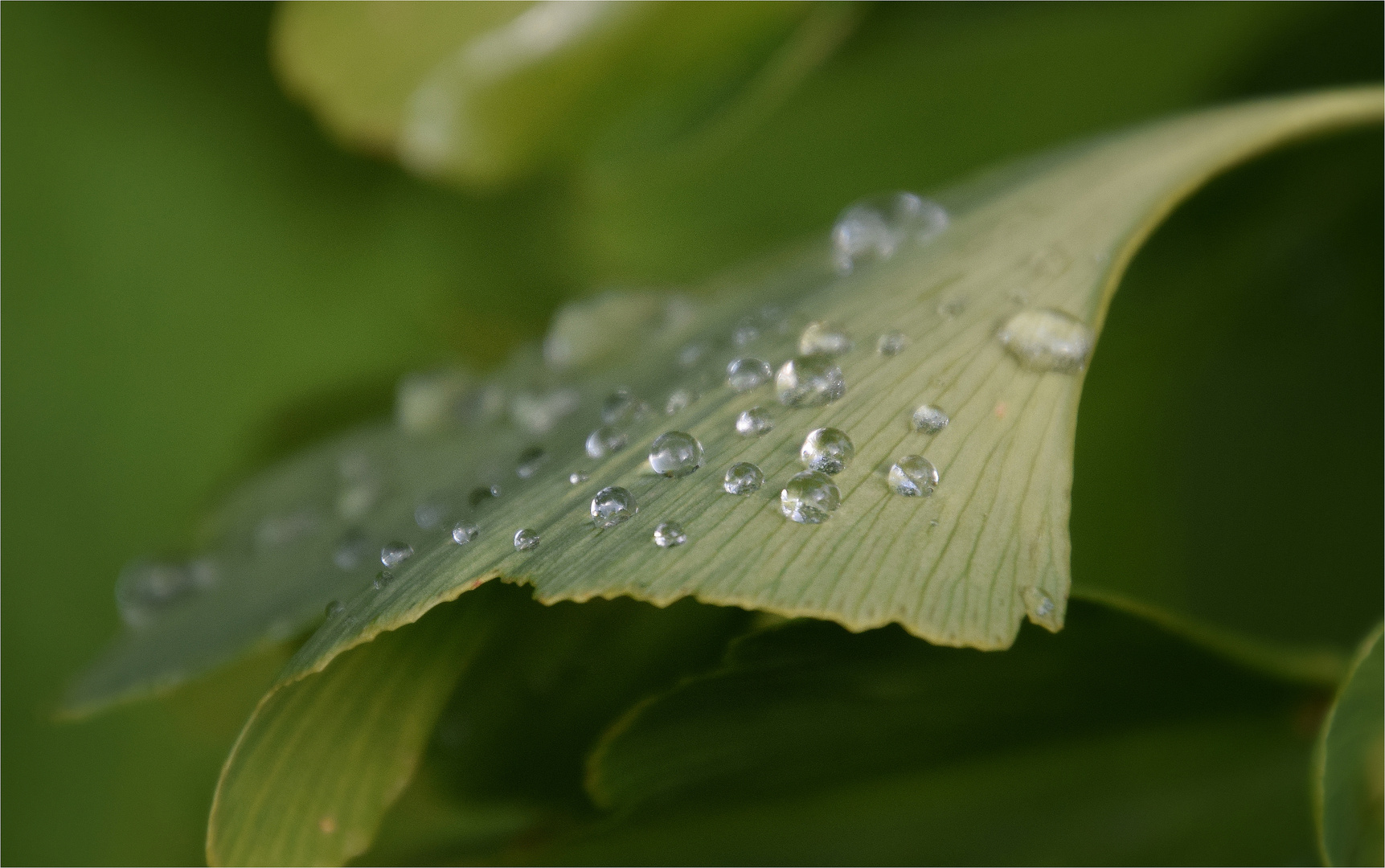 .. Ginkgoblatt..