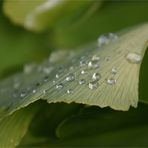 .. Ginkgoblatt..