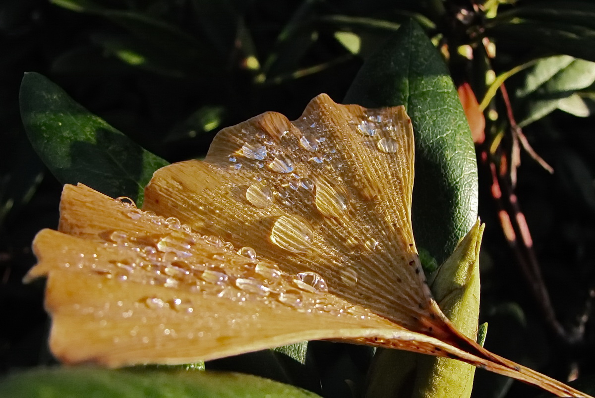 Ginkgoblatt