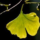 Ginkgoblatt II