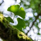 Ginkgoblatt im Sonnenlicht