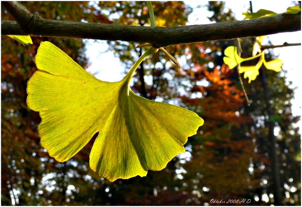 Ginkgoblatt im Sonnenlicht