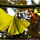 Ginkgoblatt im Sonnenlicht