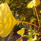 Ginkgoblatt - Lichtspiel im Wind