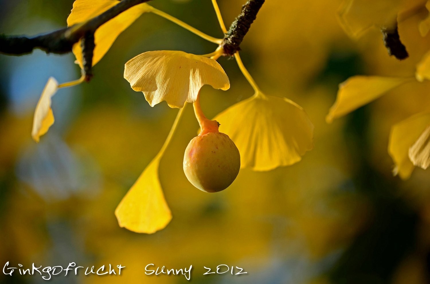 Ginkgofrucht