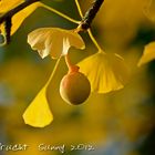 Ginkgofrucht