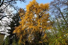 Ginkgogold