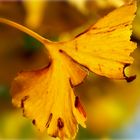 Ginkgogold