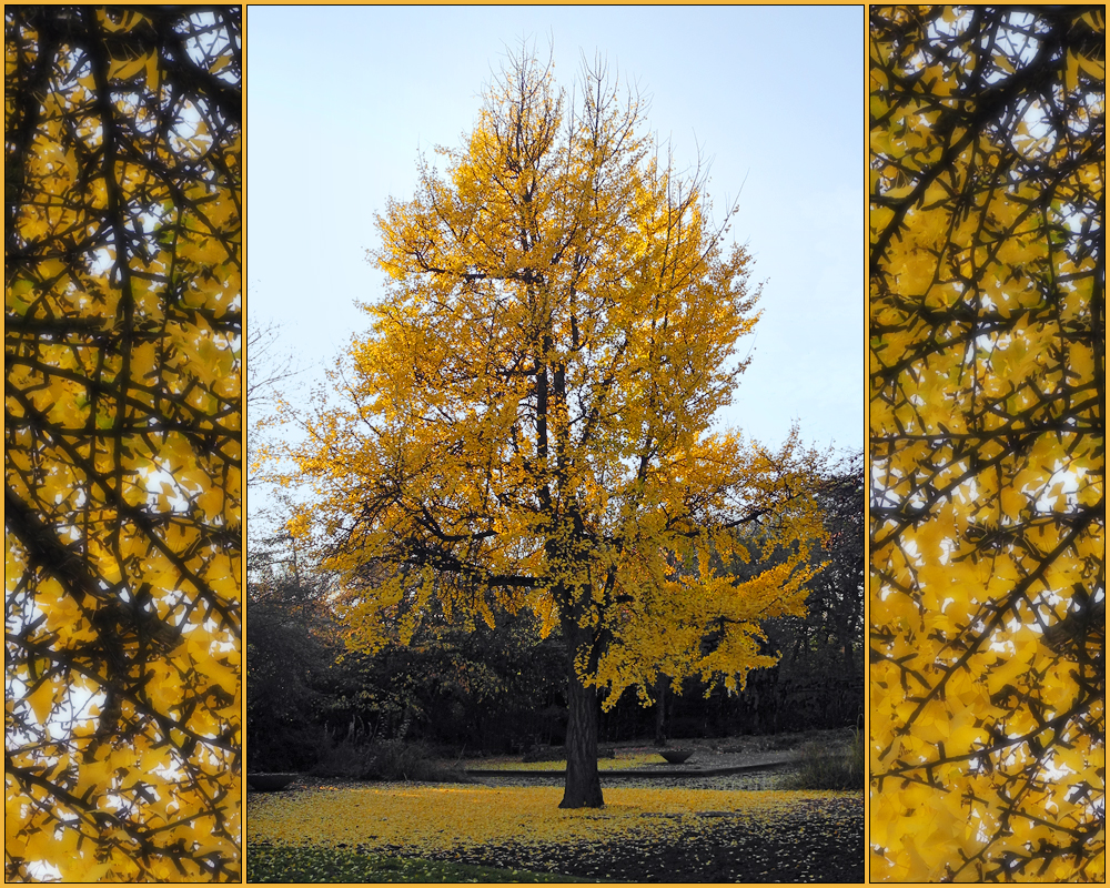 Ginkgogold