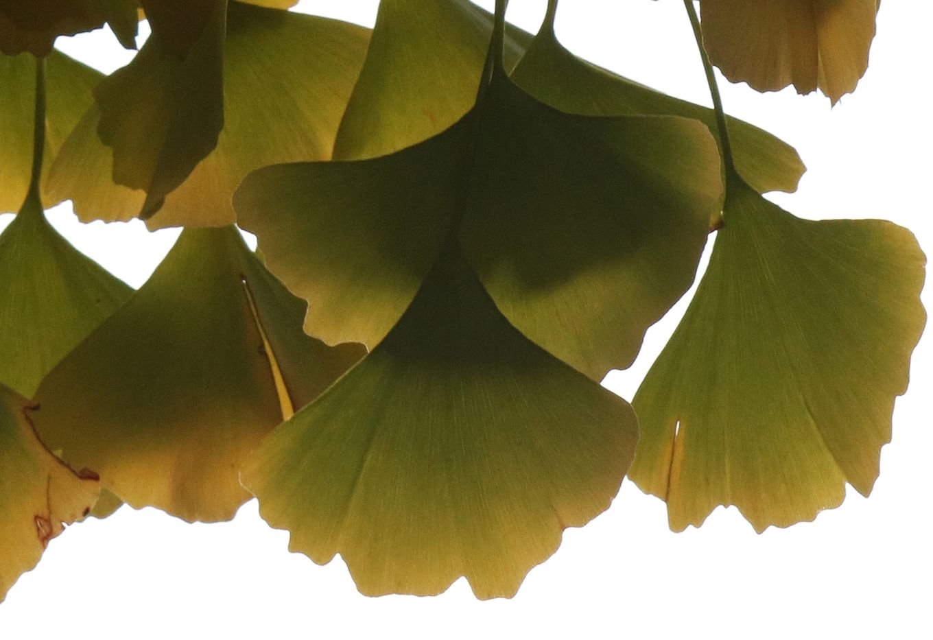 Ginkgolaub im herbstlichen Gegenlicht