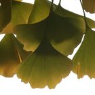 Ginkgolaub im herbstlichen Gegenlicht