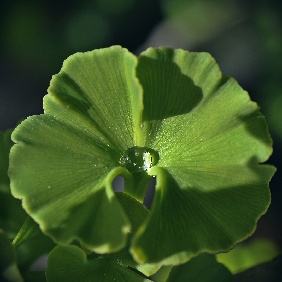 Ginkgoperle