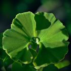 Ginkgoperle