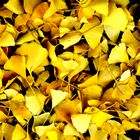 Ginkgo's Leaves Fallin'