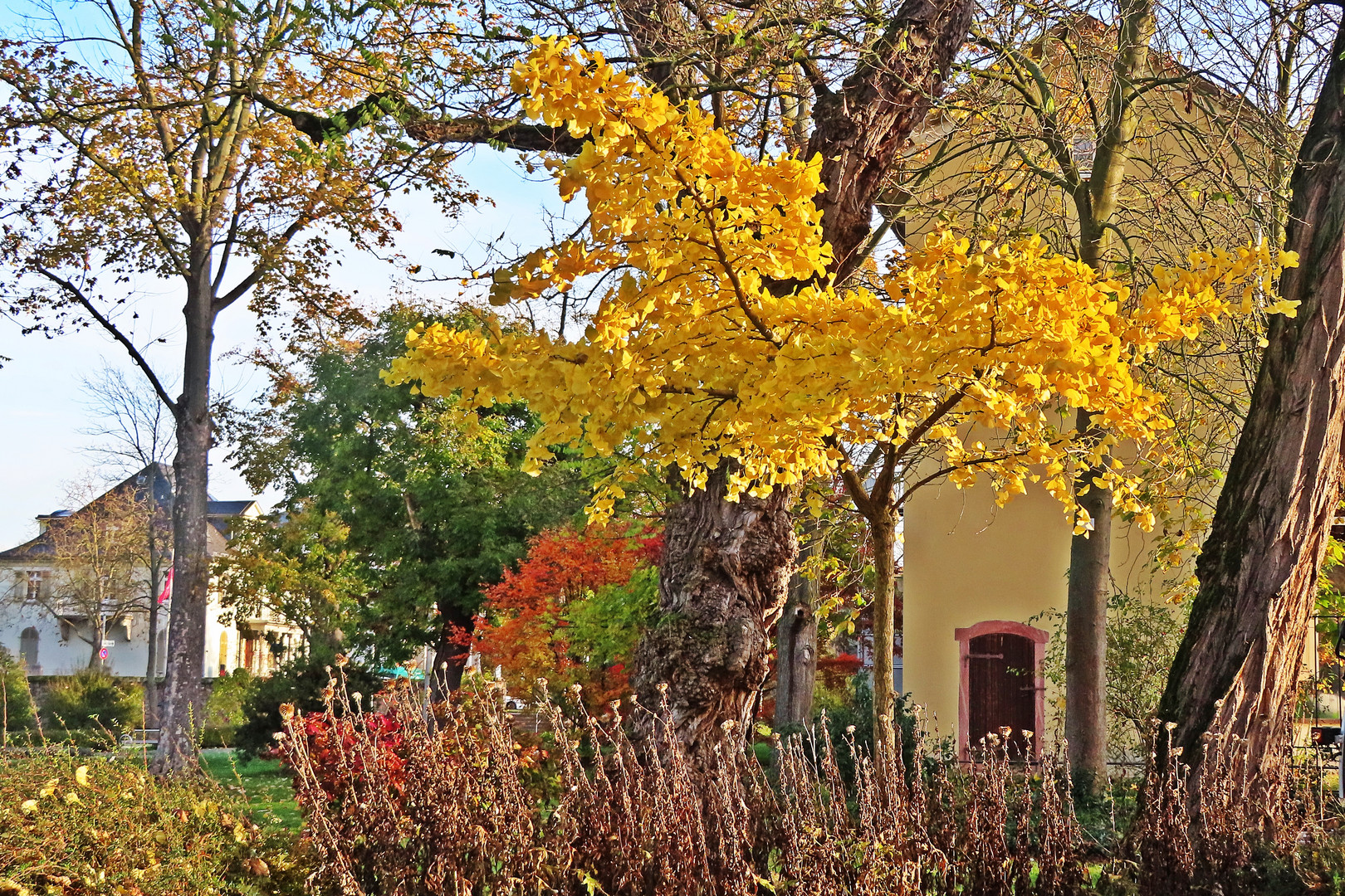 Ginko (1)