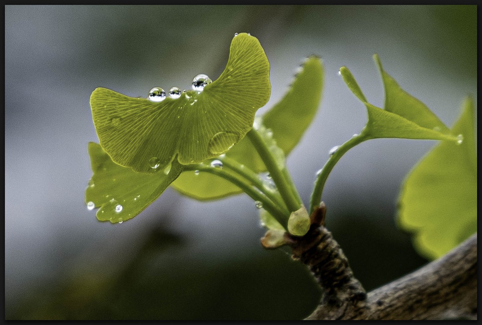 Ginko