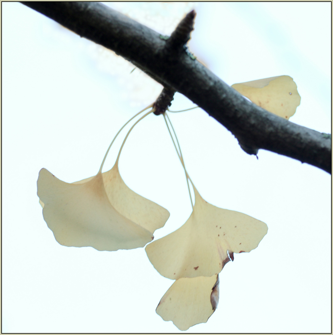 Ginko 2