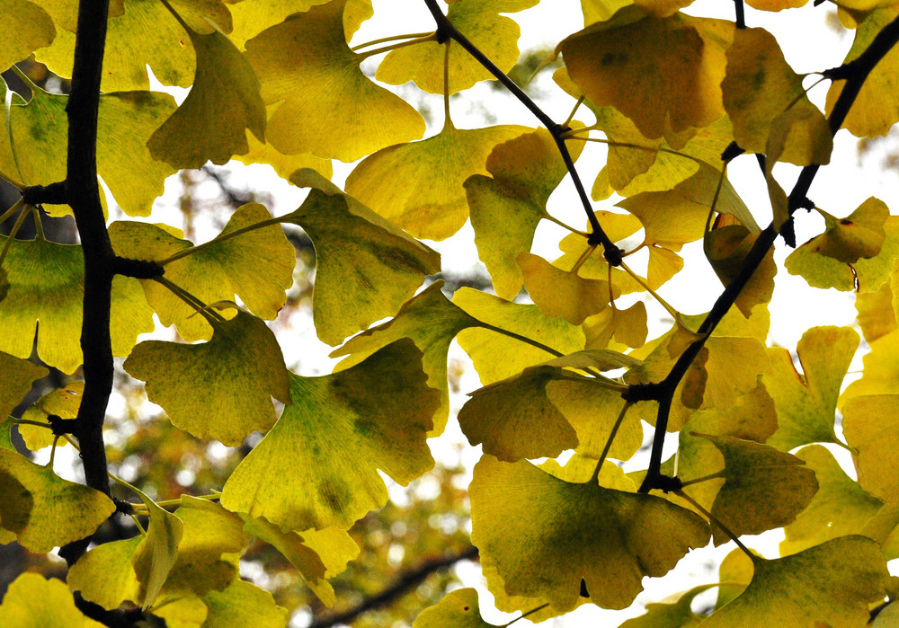 Ginko