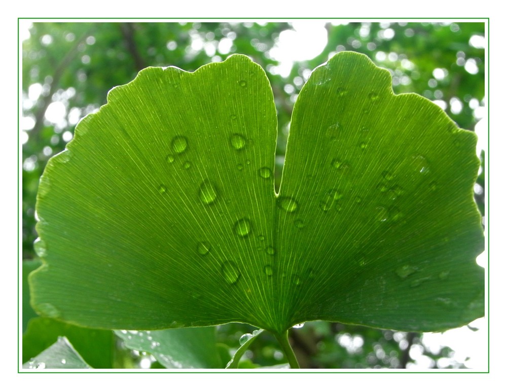 Ginko