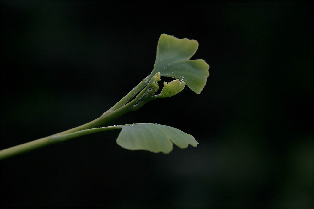 Ginko