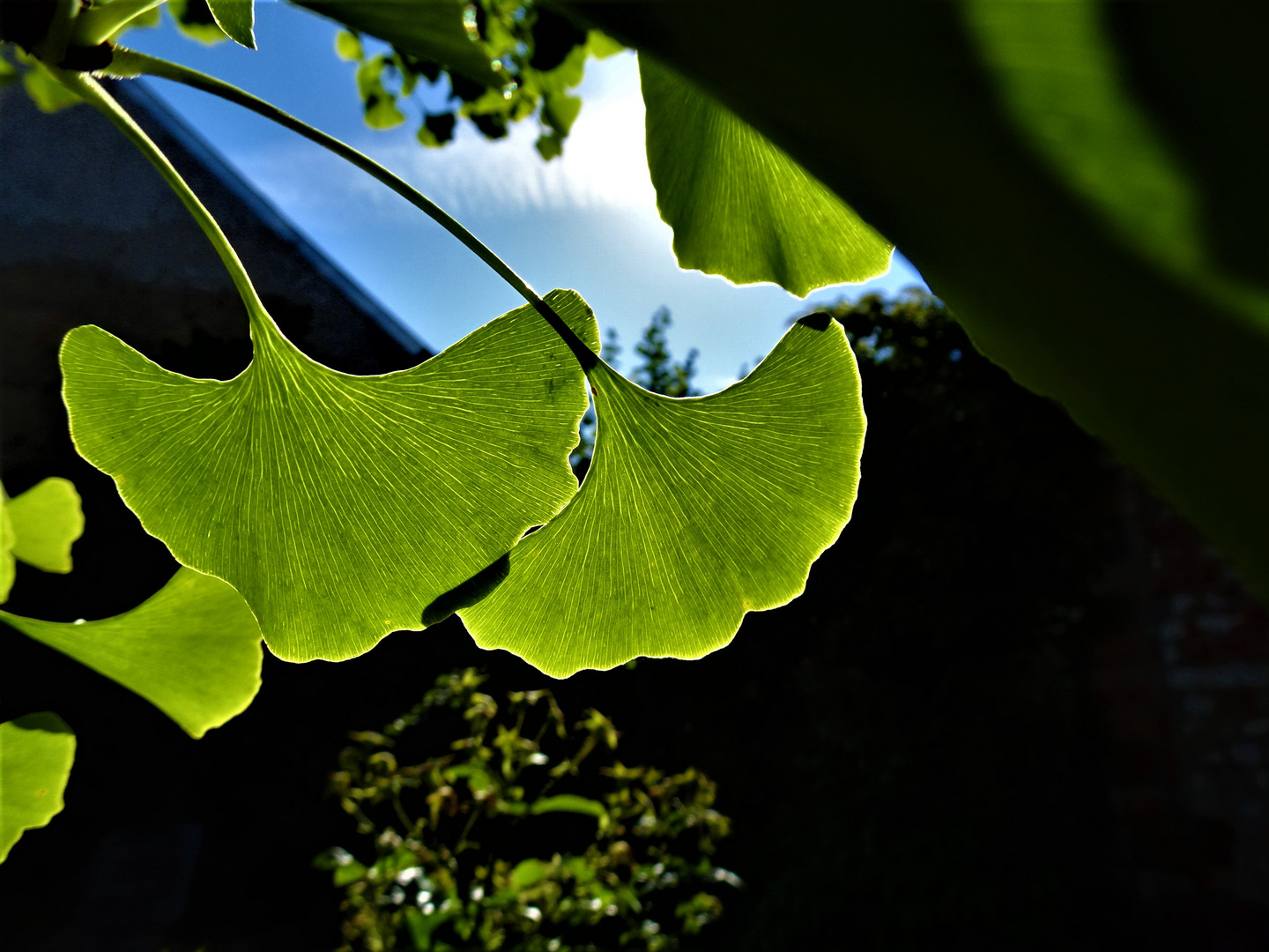 Ginko