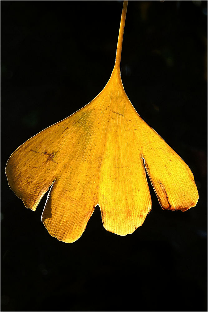 Ginko