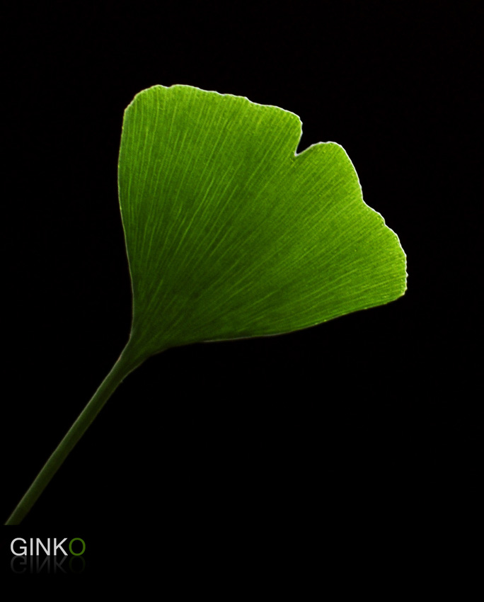 Ginko