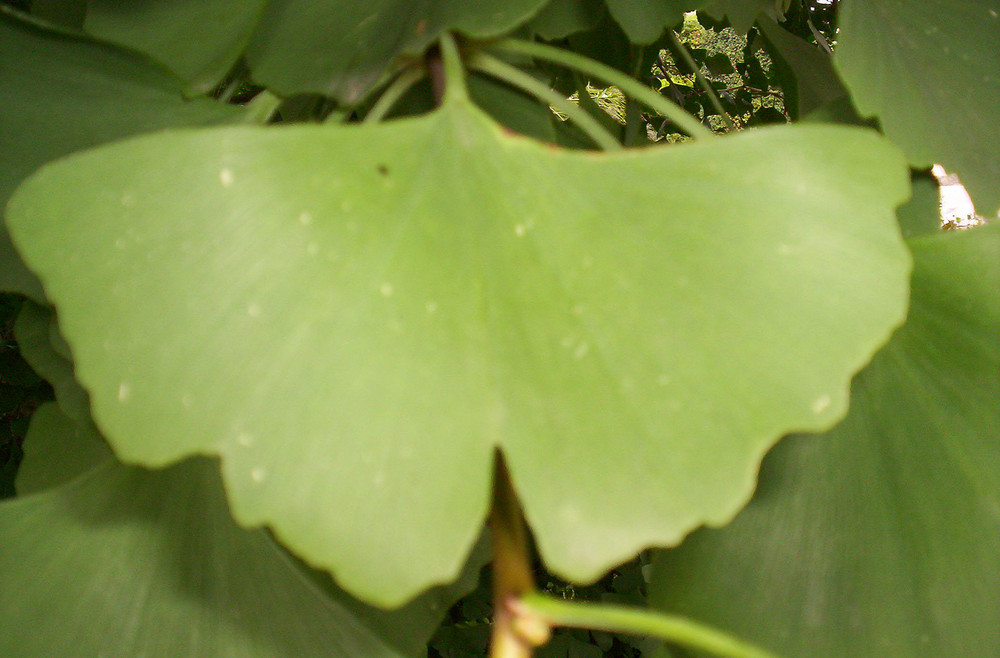 Ginko