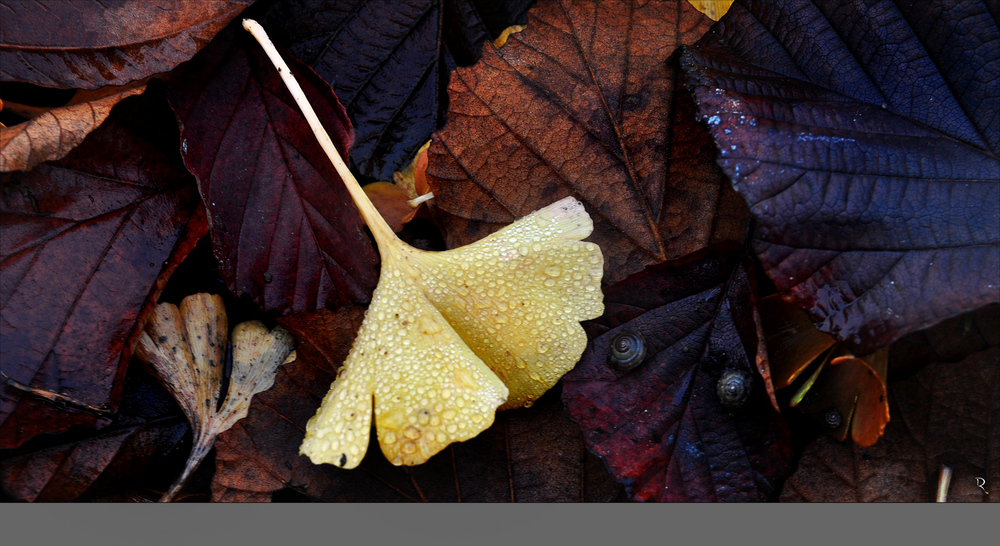 Ginko