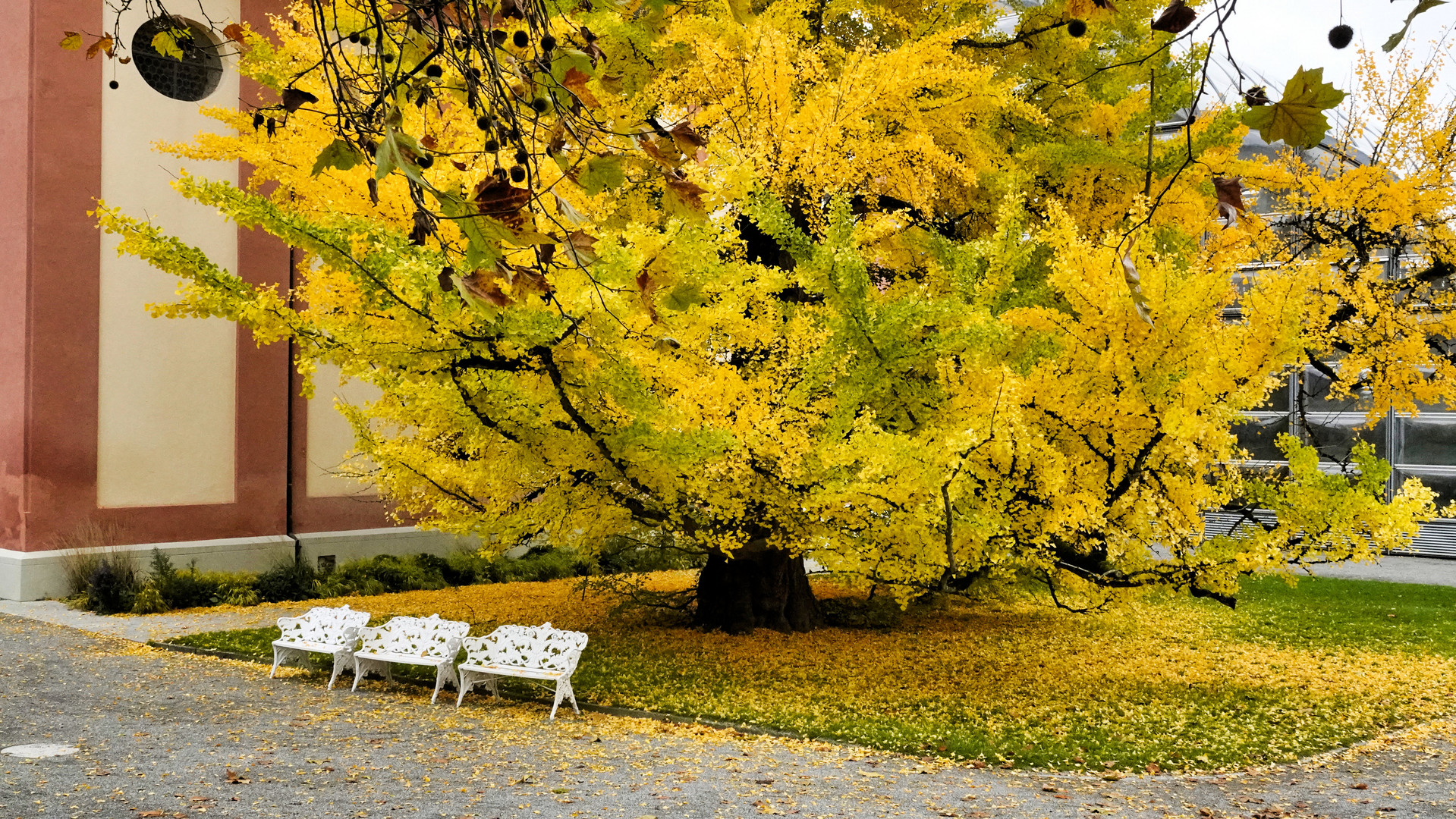 Ginko Baum