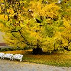 Ginko Baum