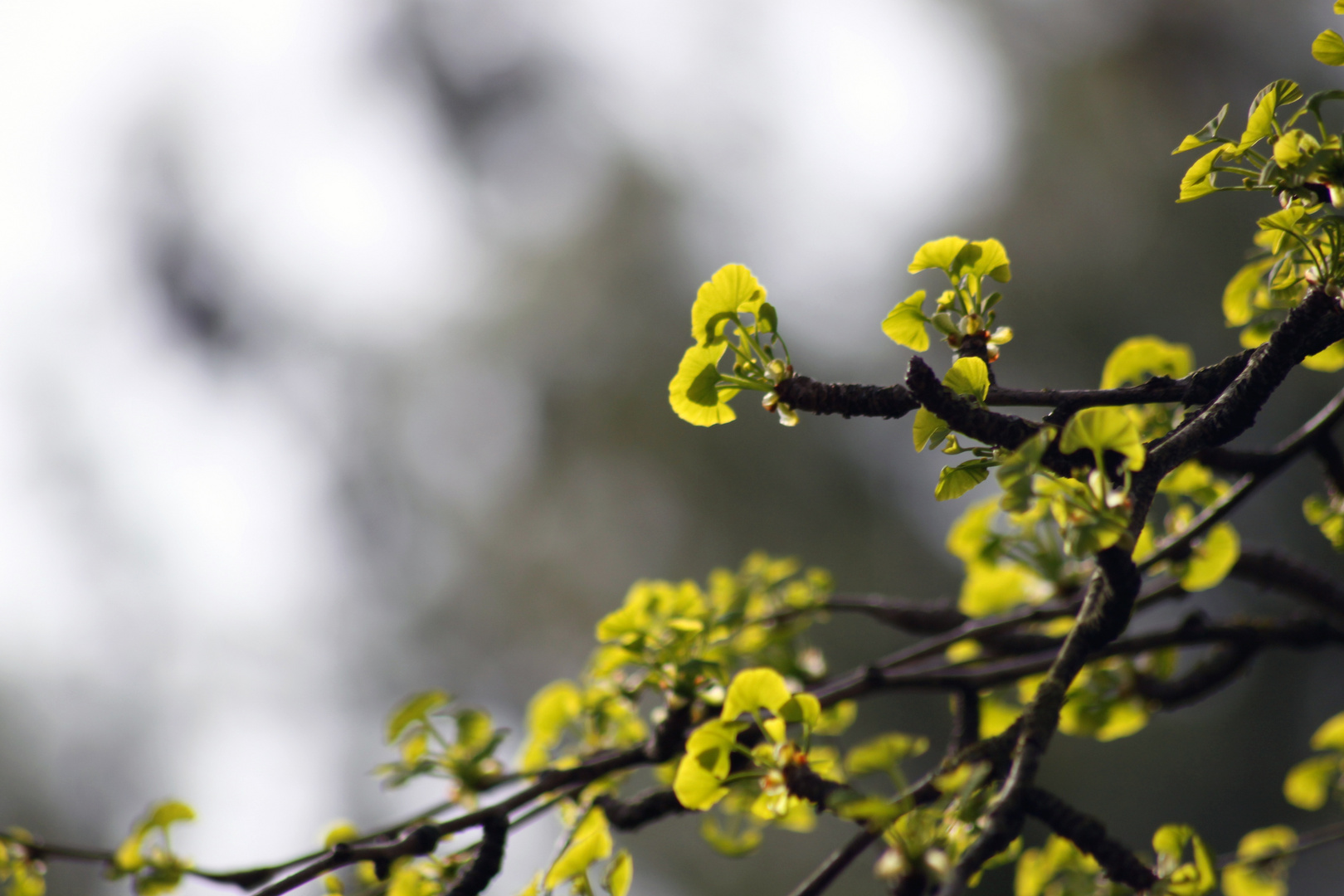 Ginko Biloba