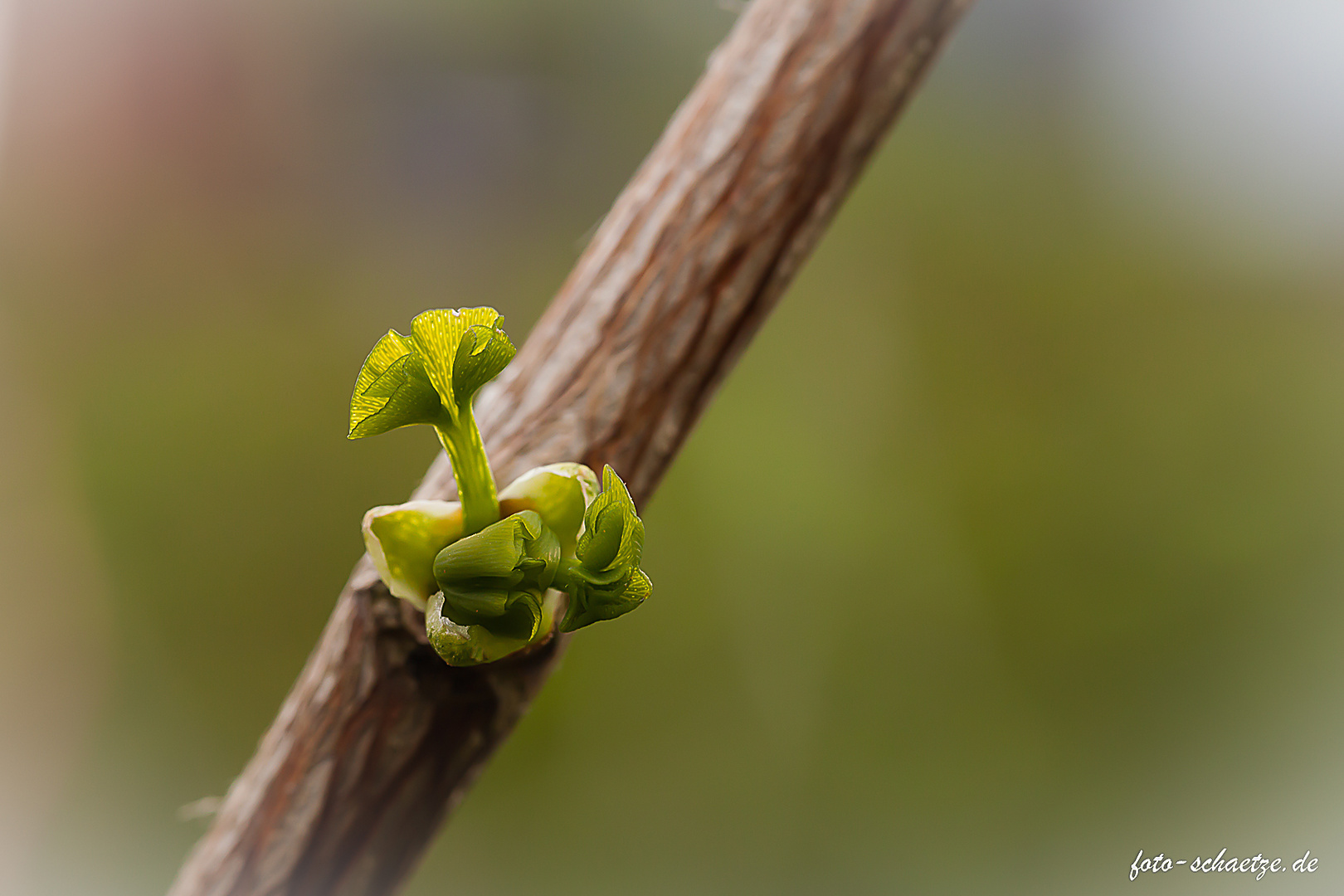 Ginko biloba