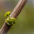 Ginko biloba