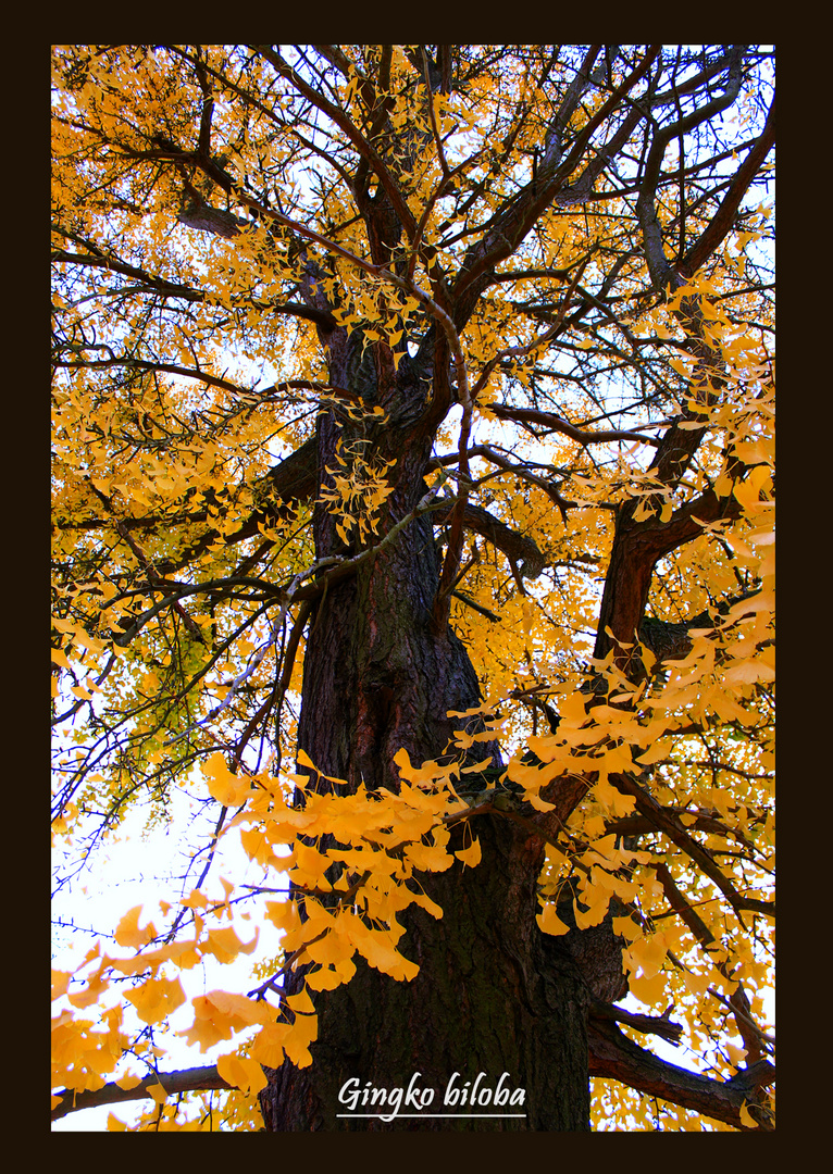 Ginko biloba