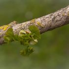 Ginko biloba II