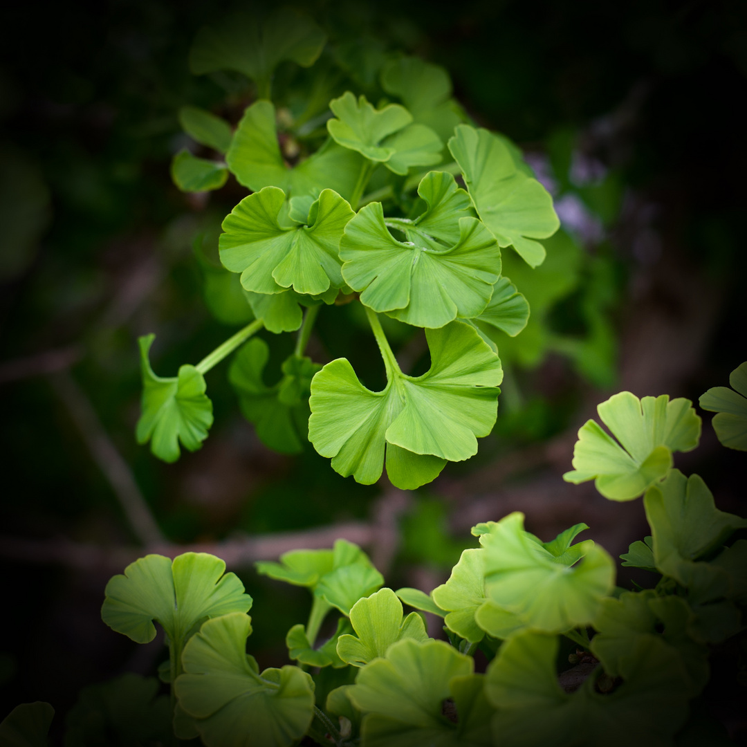 Ginko Biloba in meinem Garten 