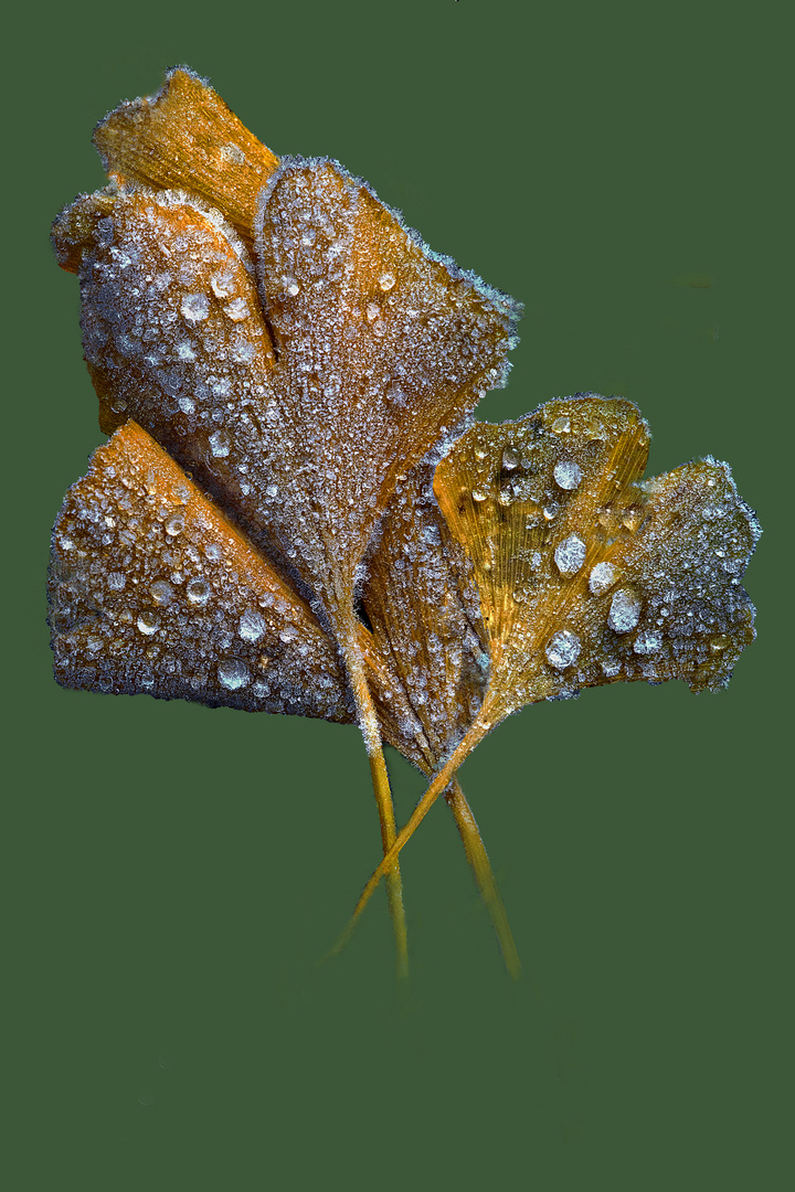 Ginko Bilopa 