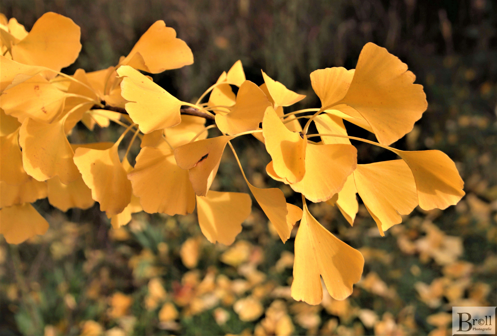 Ginko-Blätter im Herbst 